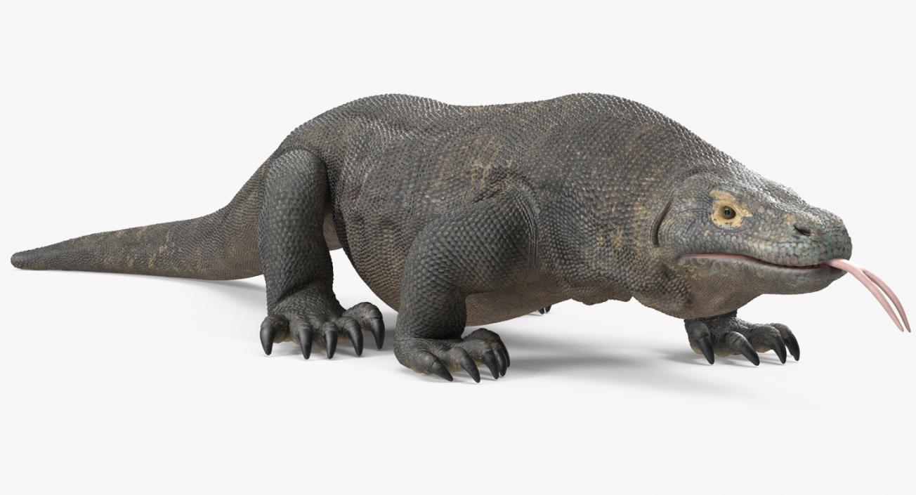 3D Komodo Dragon Walking Pose