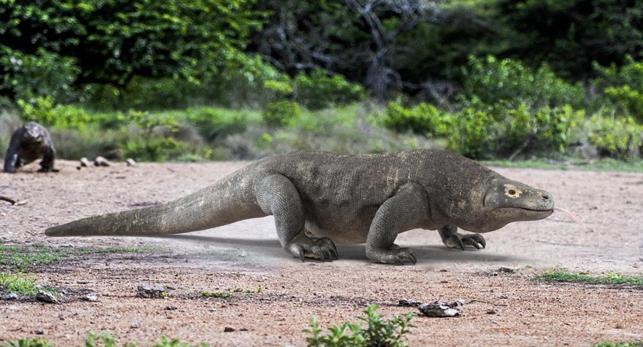 3D Komodo Dragon Walking Pose