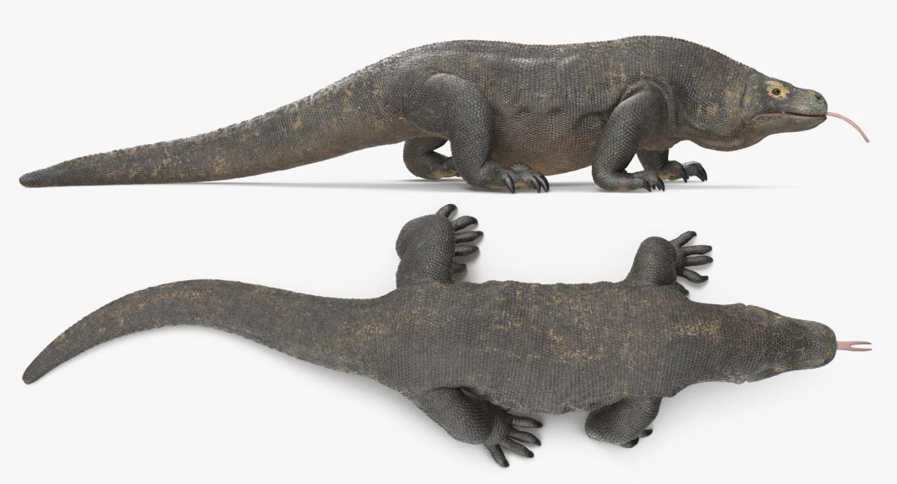 3D Komodo Dragon Walking Pose