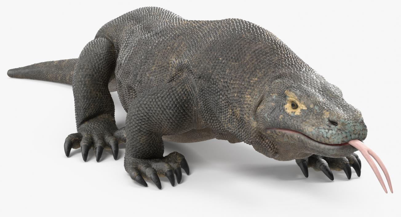 3D Komodo Dragon Walking Pose