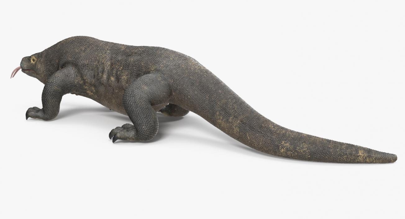 3D Komodo Dragon Walking Pose