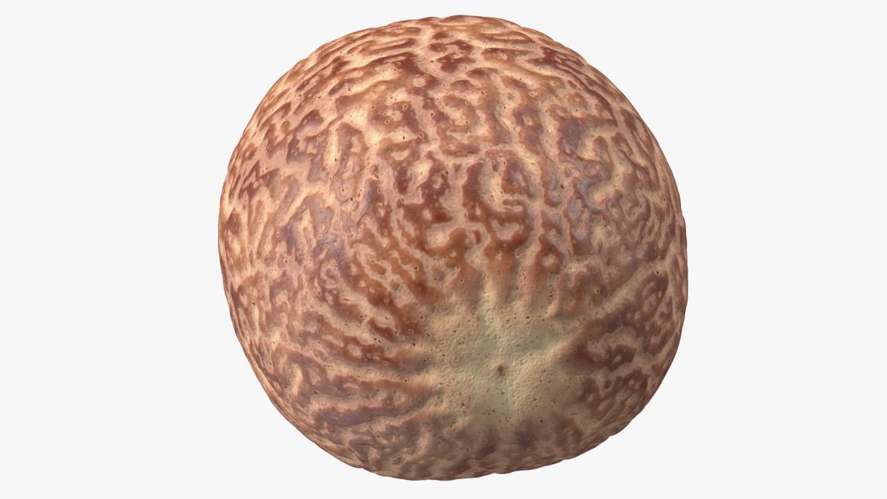 3D model Shea Nut Peeled