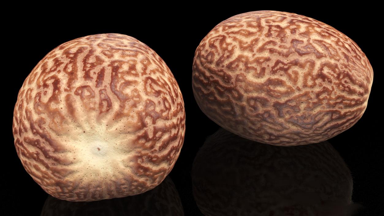 3D model Shea Nut Peeled