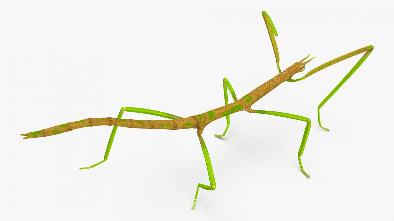 3D Phasmatodea Stick Insect Rigged