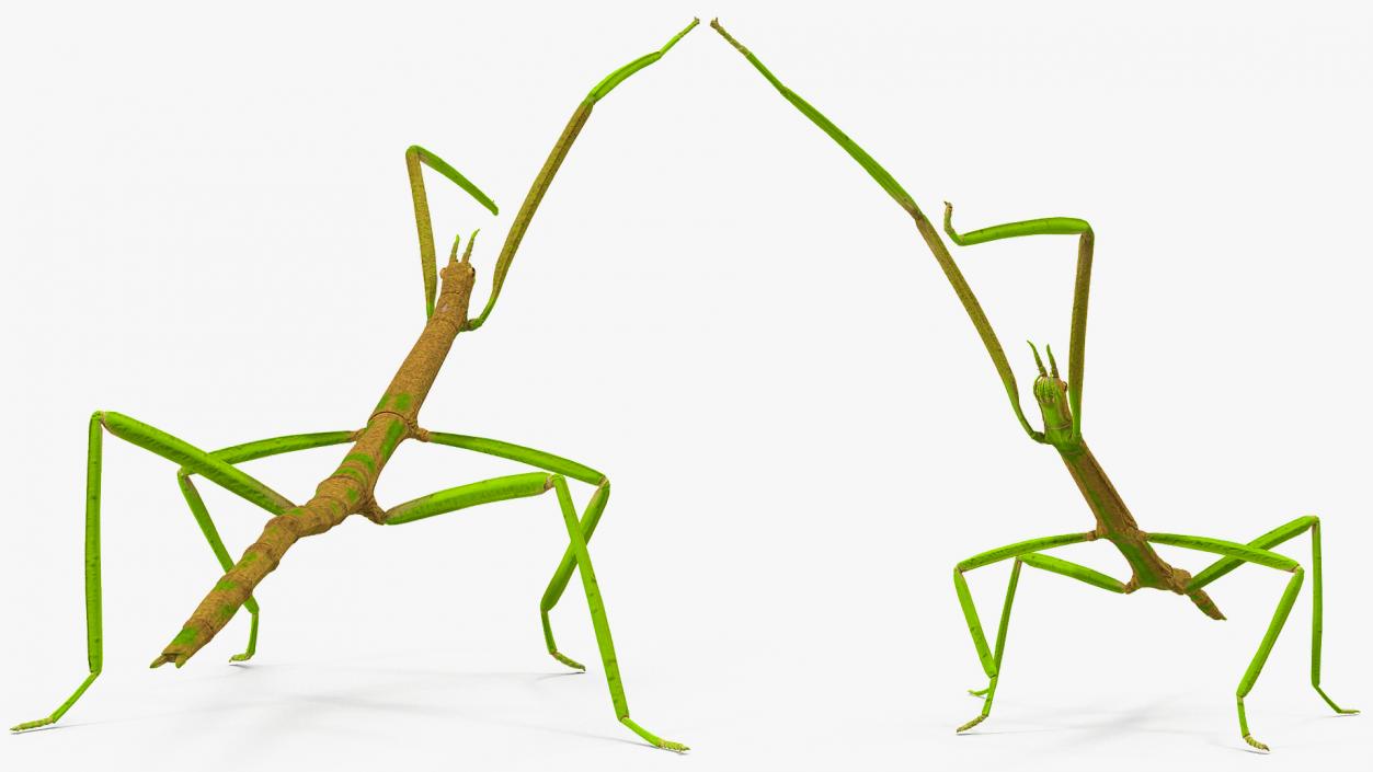 3D Phasmatodea Stick Insect Rigged