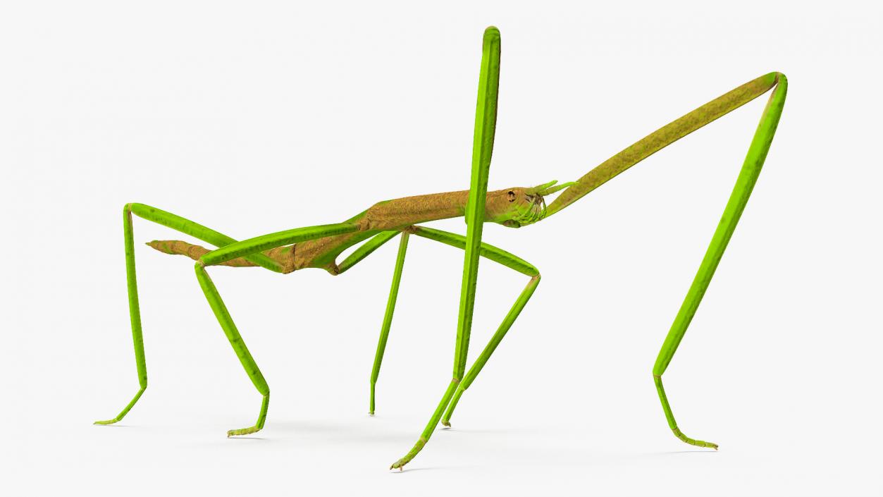 3D Phasmatodea Stick Insect Rigged