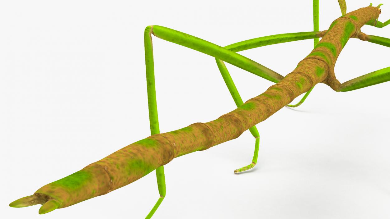 3D Phasmatodea Stick Insect Rigged