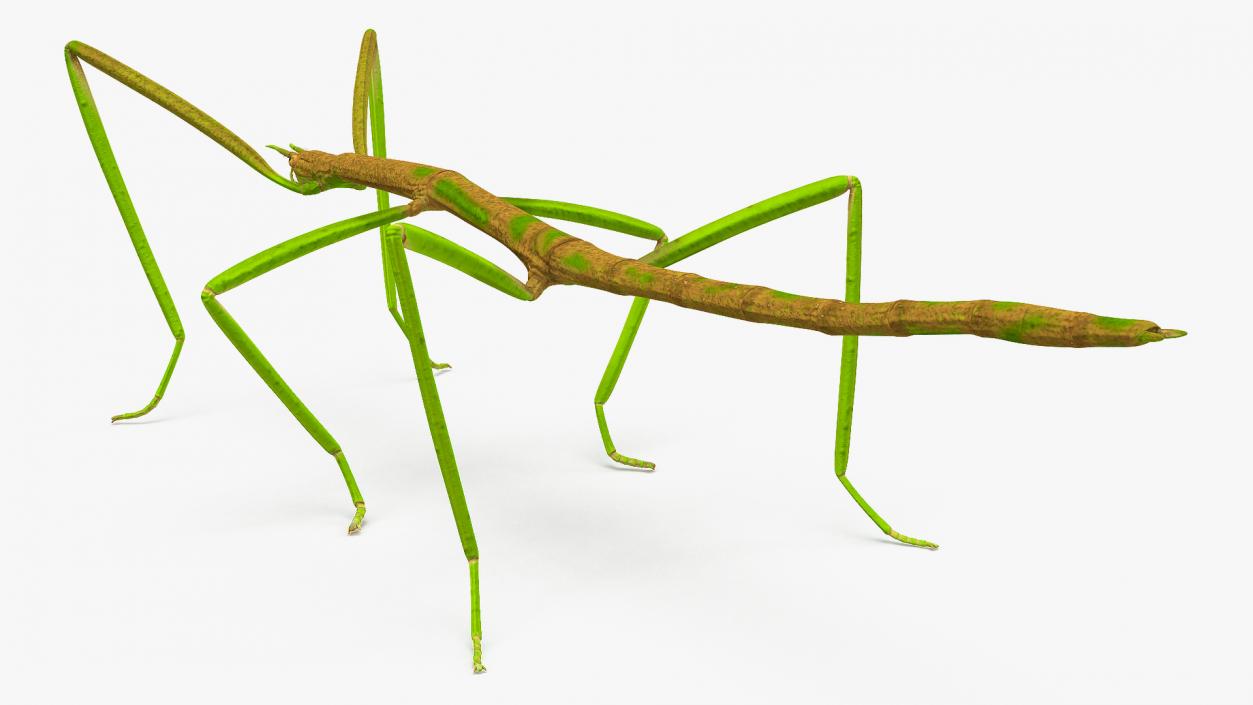 3D Phasmatodea Stick Insect Rigged