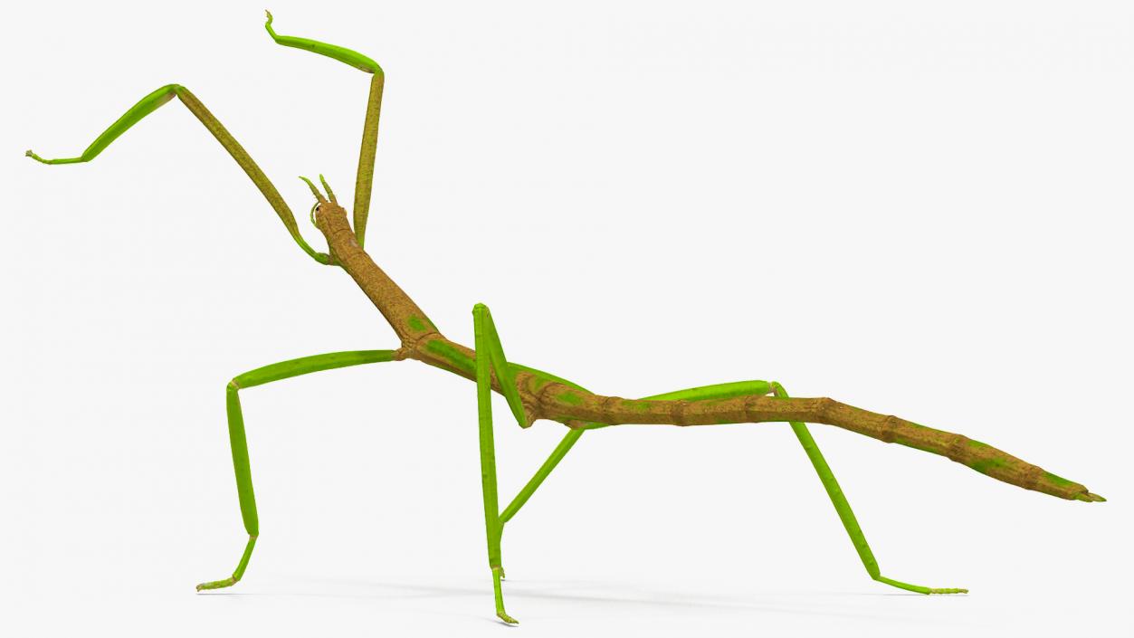 3D Phasmatodea Stick Insect Rigged