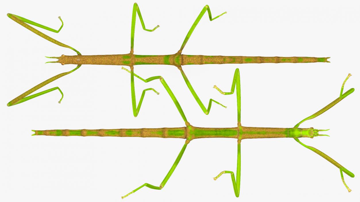 3D Phasmatodea Stick Insect Rigged