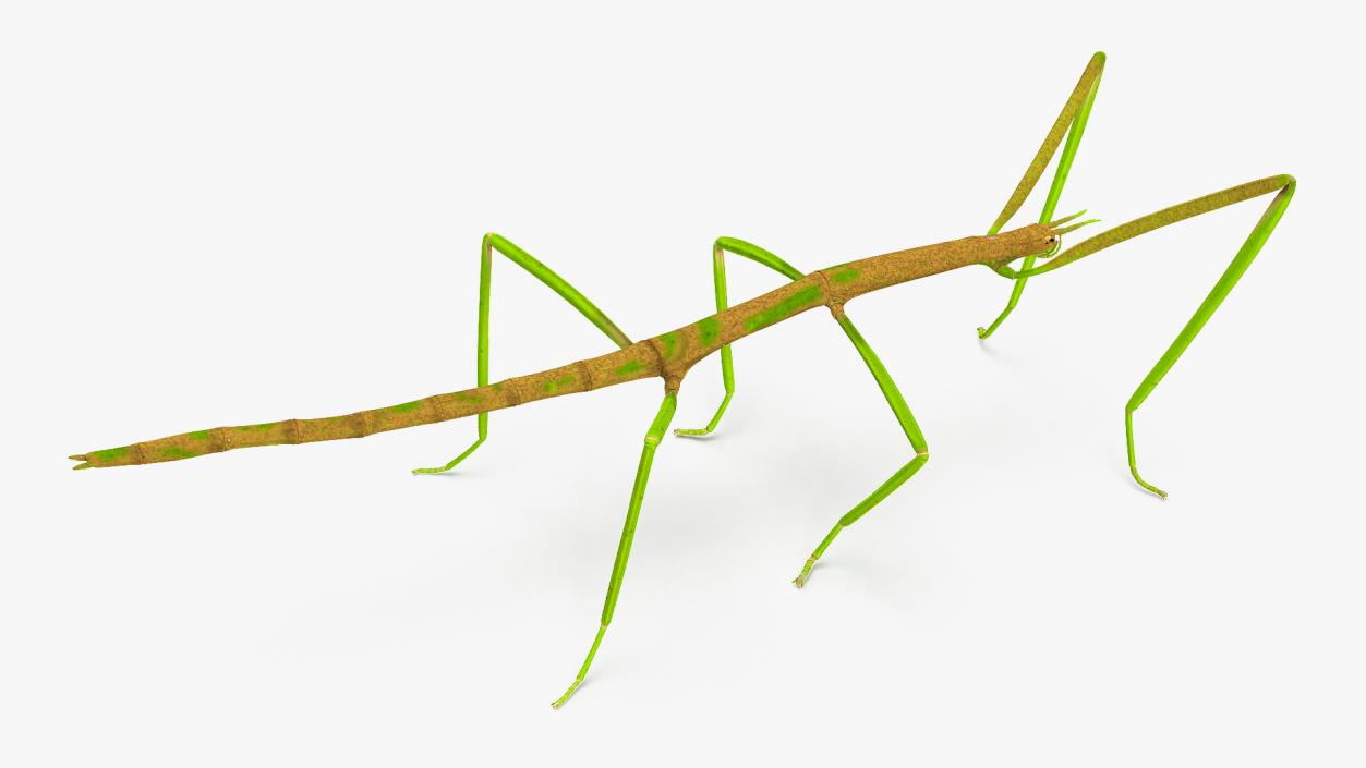 3D Phasmatodea Stick Insect Rigged