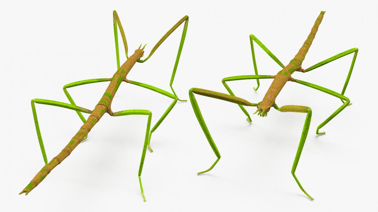 3D Phasmatodea Stick Insect Rigged