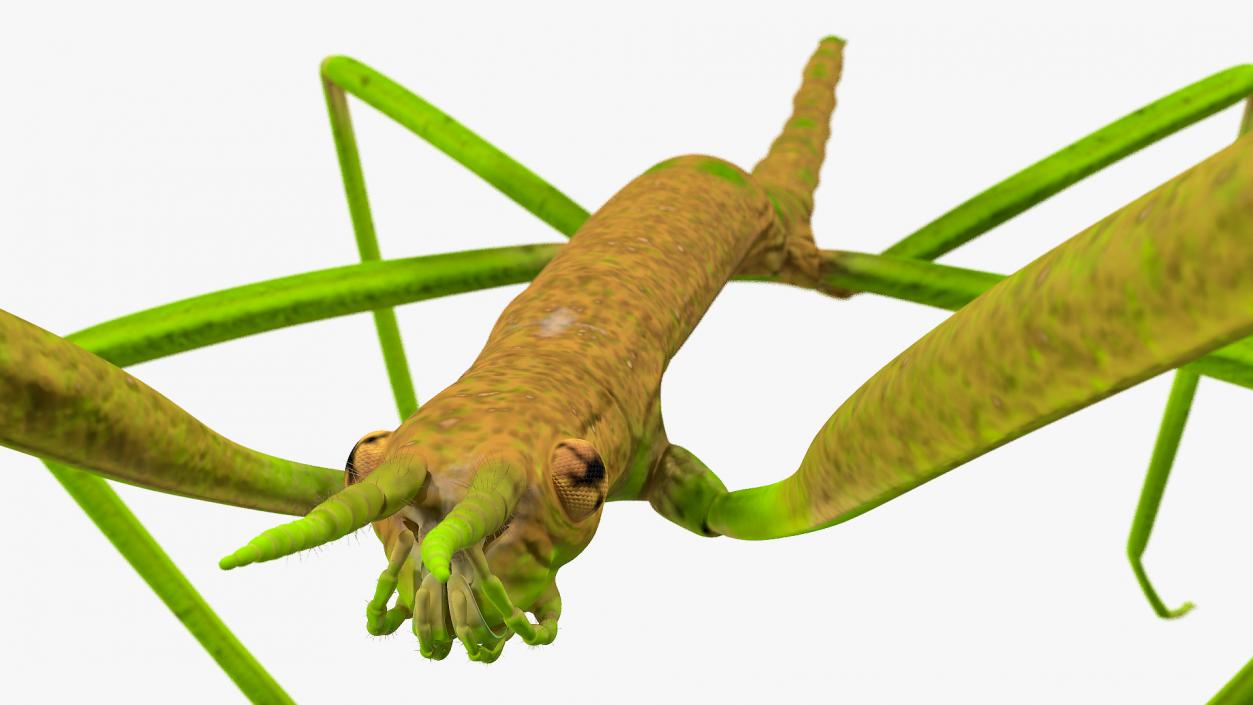 3D Phasmatodea Stick Insect Rigged