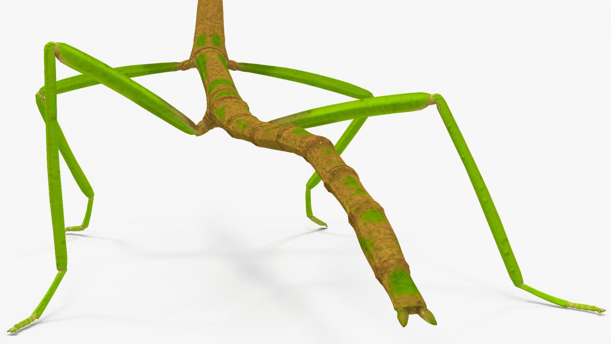 3D Phasmatodea Stick Insect Rigged