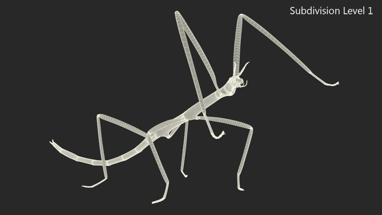 3D Phasmatodea Stick Insect Rigged