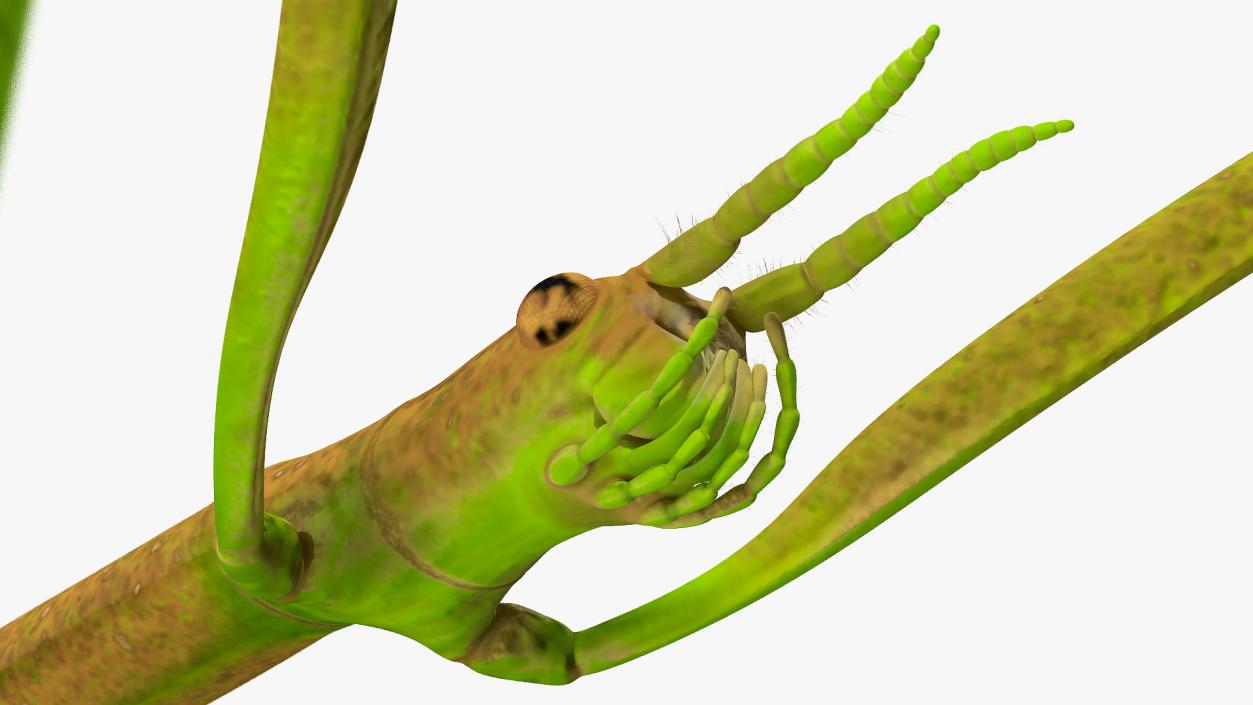 3D Phasmatodea Stick Insect Rigged