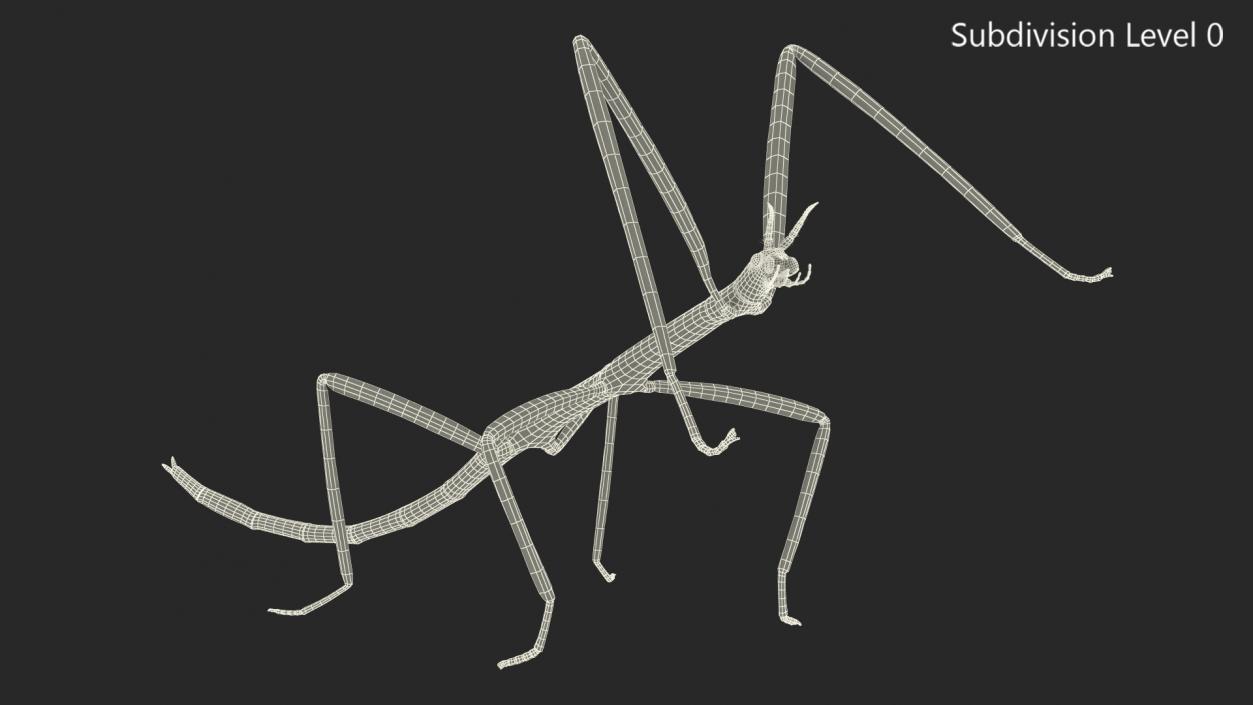 3D Phasmatodea Stick Insect Rigged