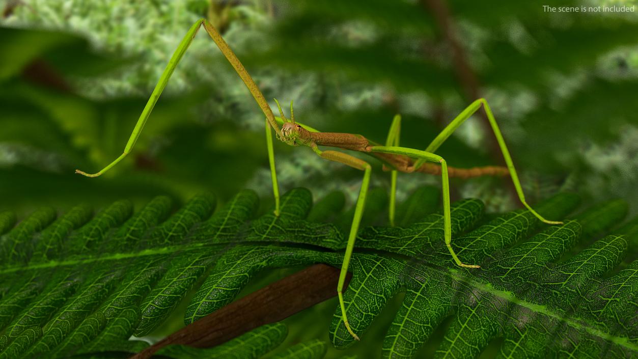 3D Phasmatodea Stick Insect Rigged