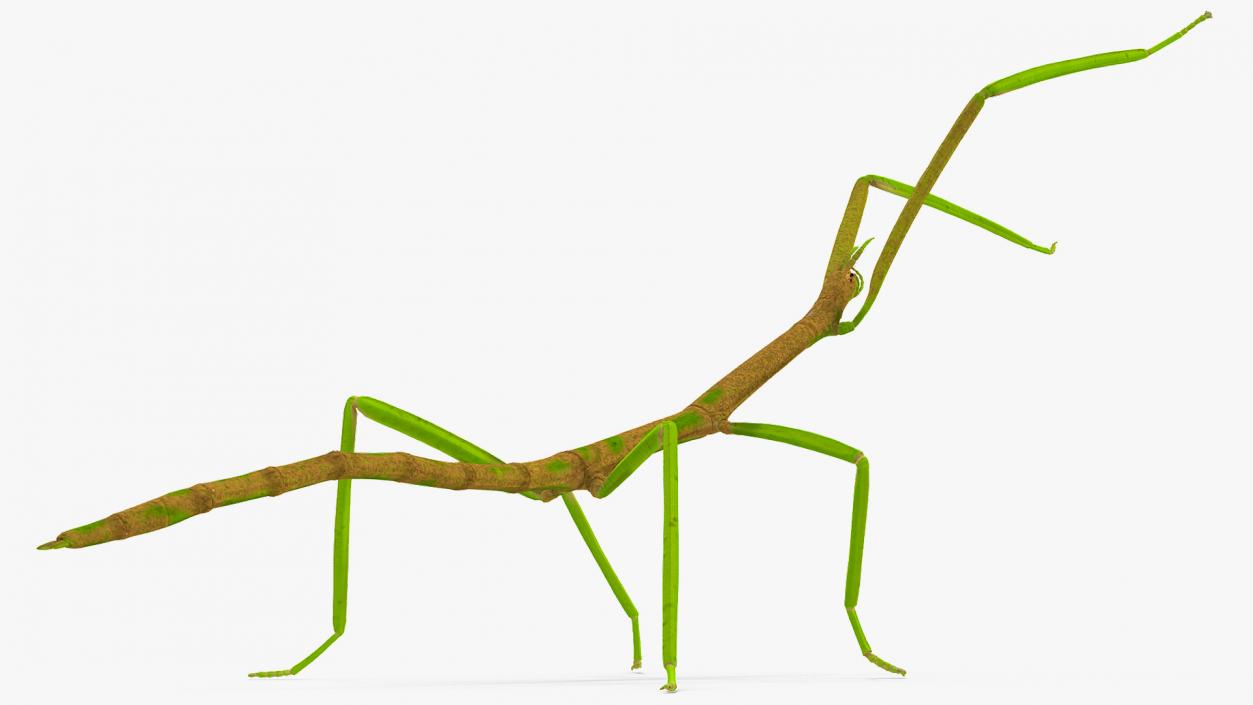 3D Phasmatodea Stick Insect Rigged