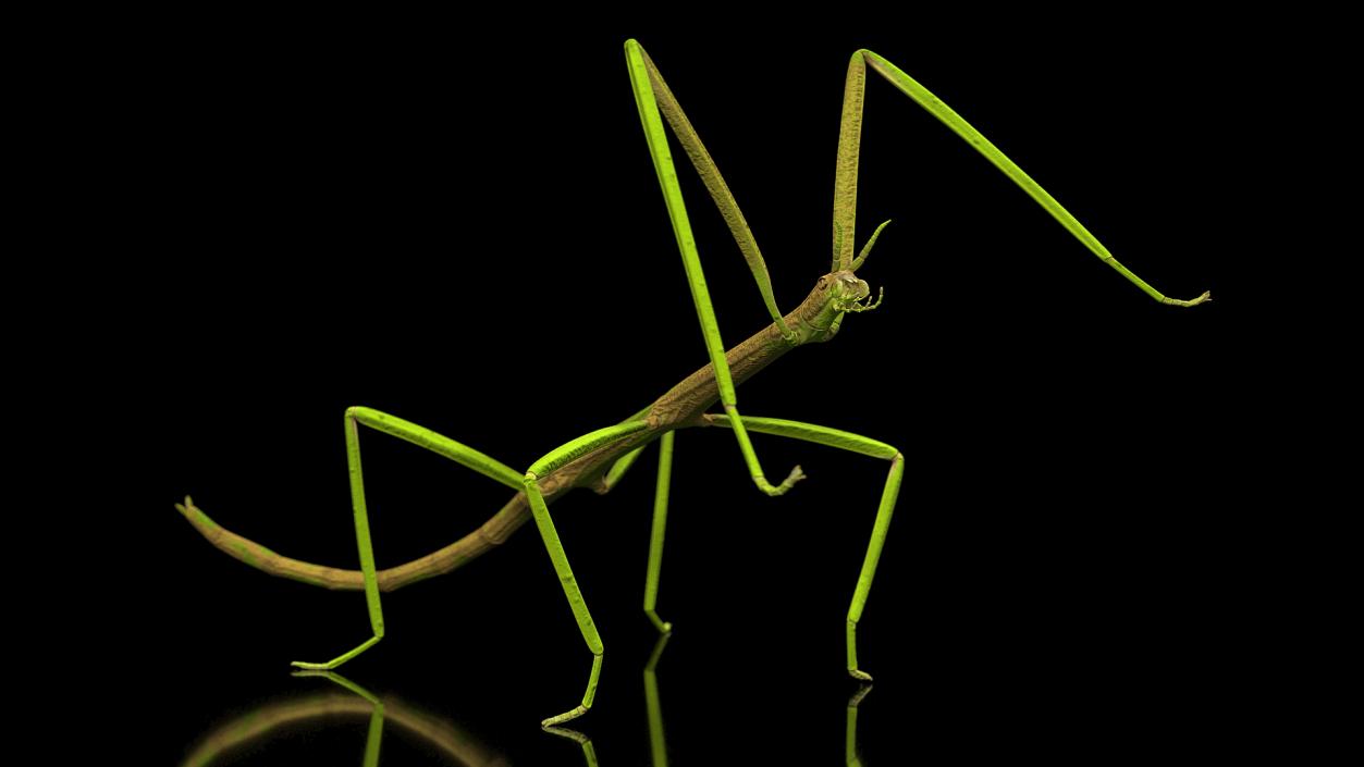 3D Phasmatodea Stick Insect Rigged