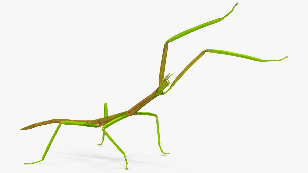 3D Phasmatodea Stick Insect Rigged