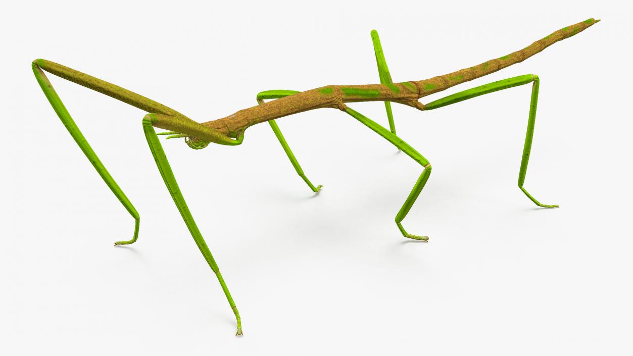 3D Phasmatodea Stick Insect Rigged