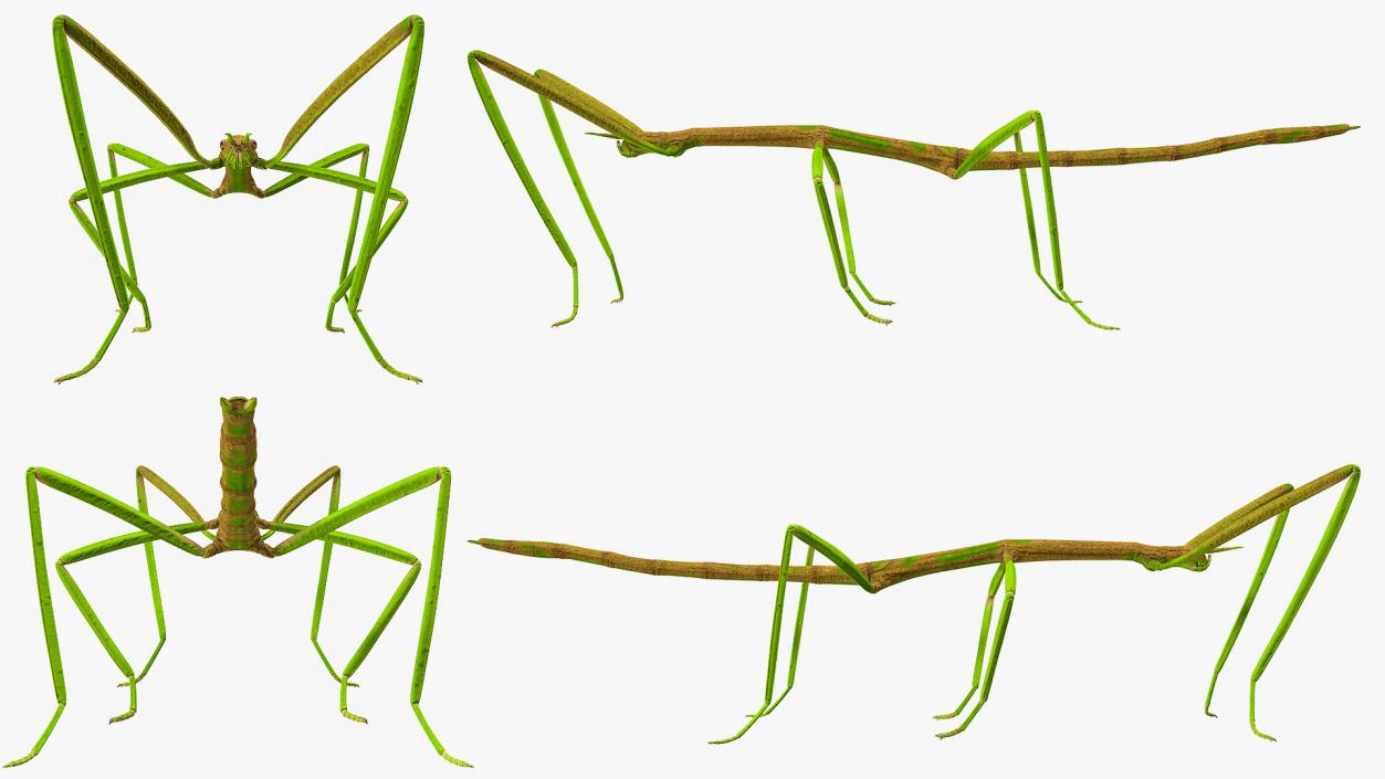 3D Phasmatodea Stick Insect Rigged