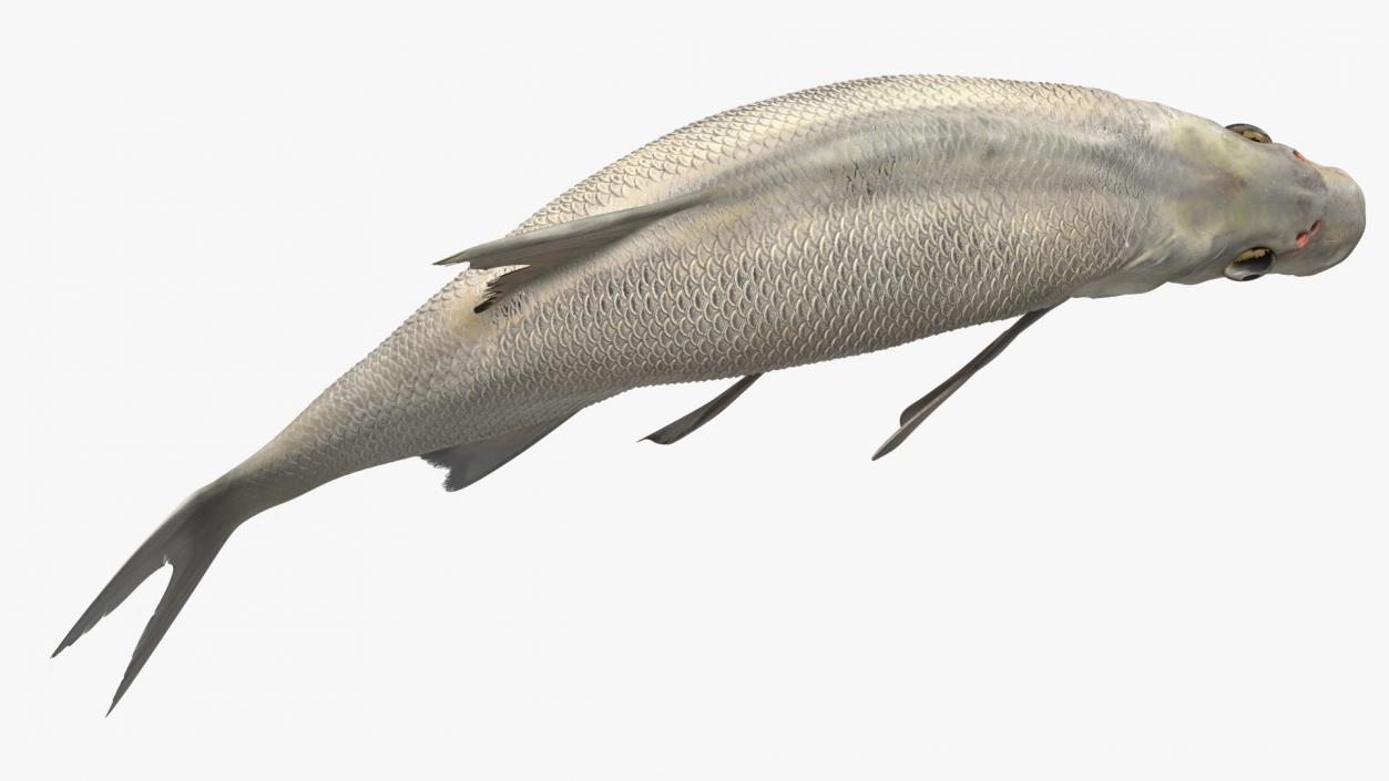 Silver Bream Fish Rigged 3D model