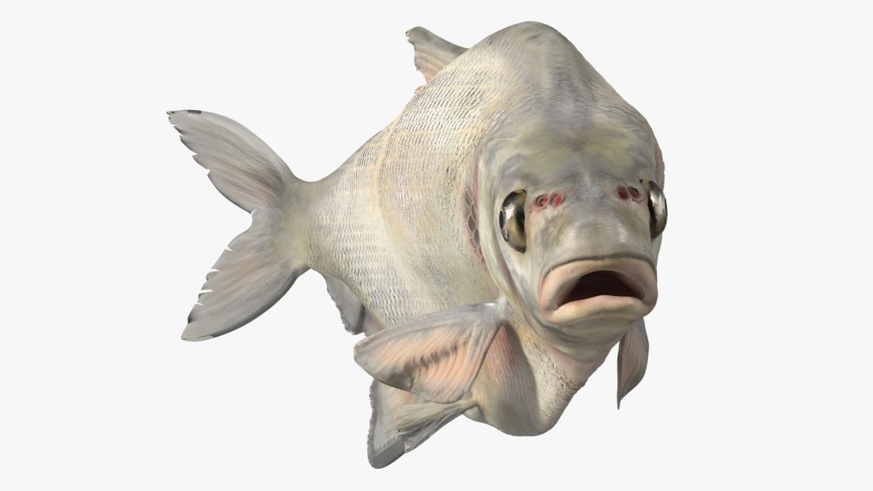 Silver Bream Fish Rigged 3D model