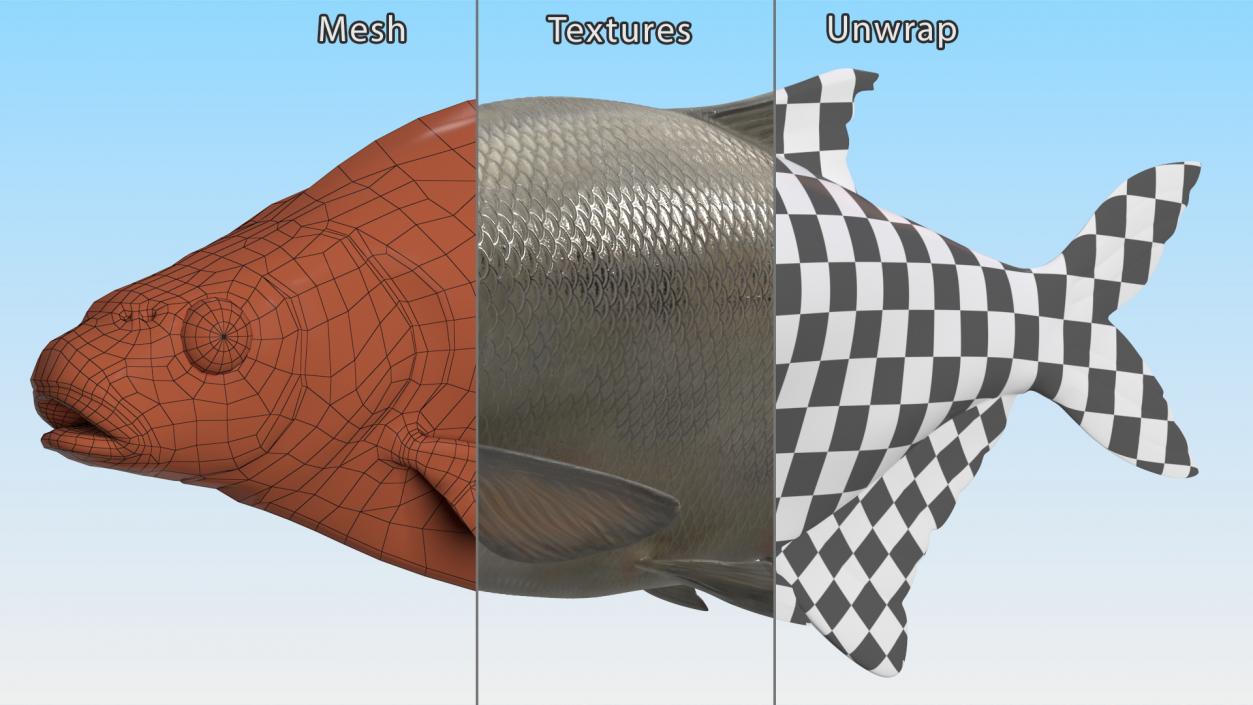 Silver Bream Fish Rigged 3D model