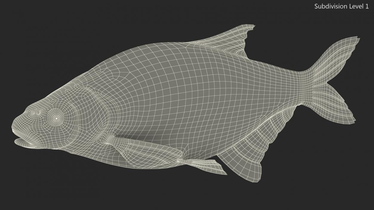 Silver Bream Fish Rigged 3D model