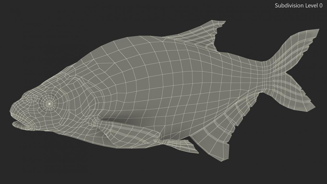 Silver Bream Fish Rigged 3D model