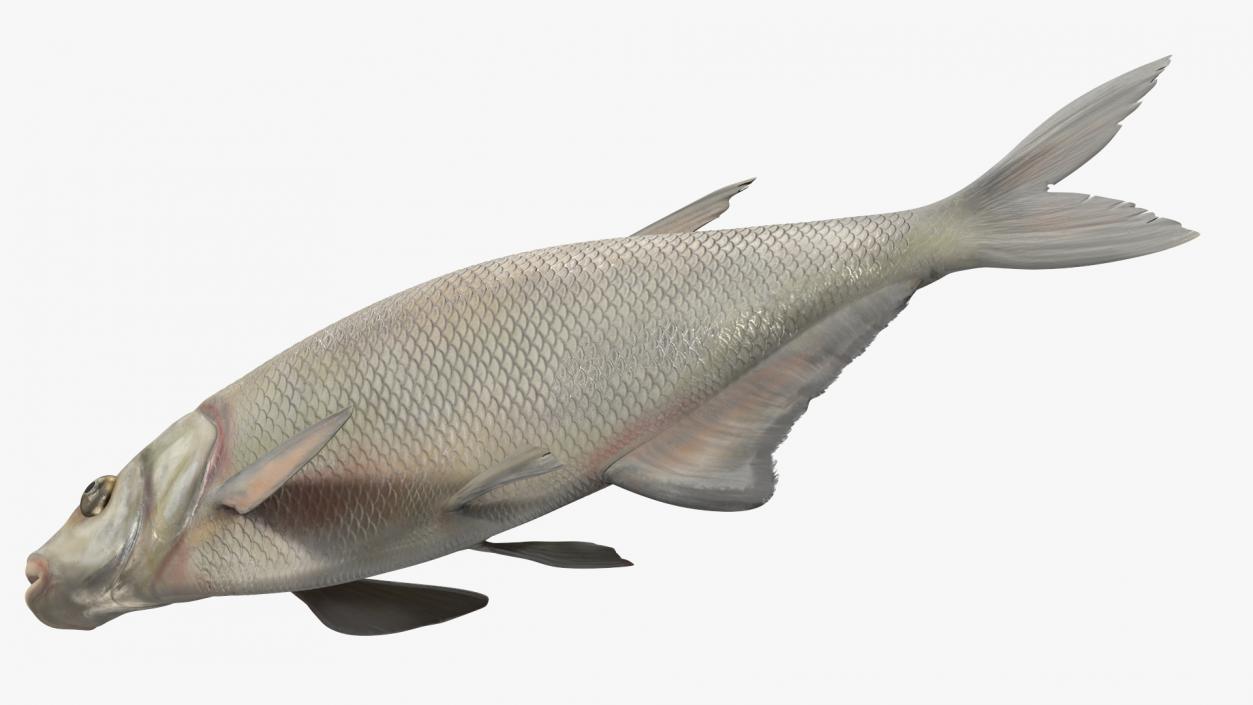 Silver Bream Fish Rigged 3D model