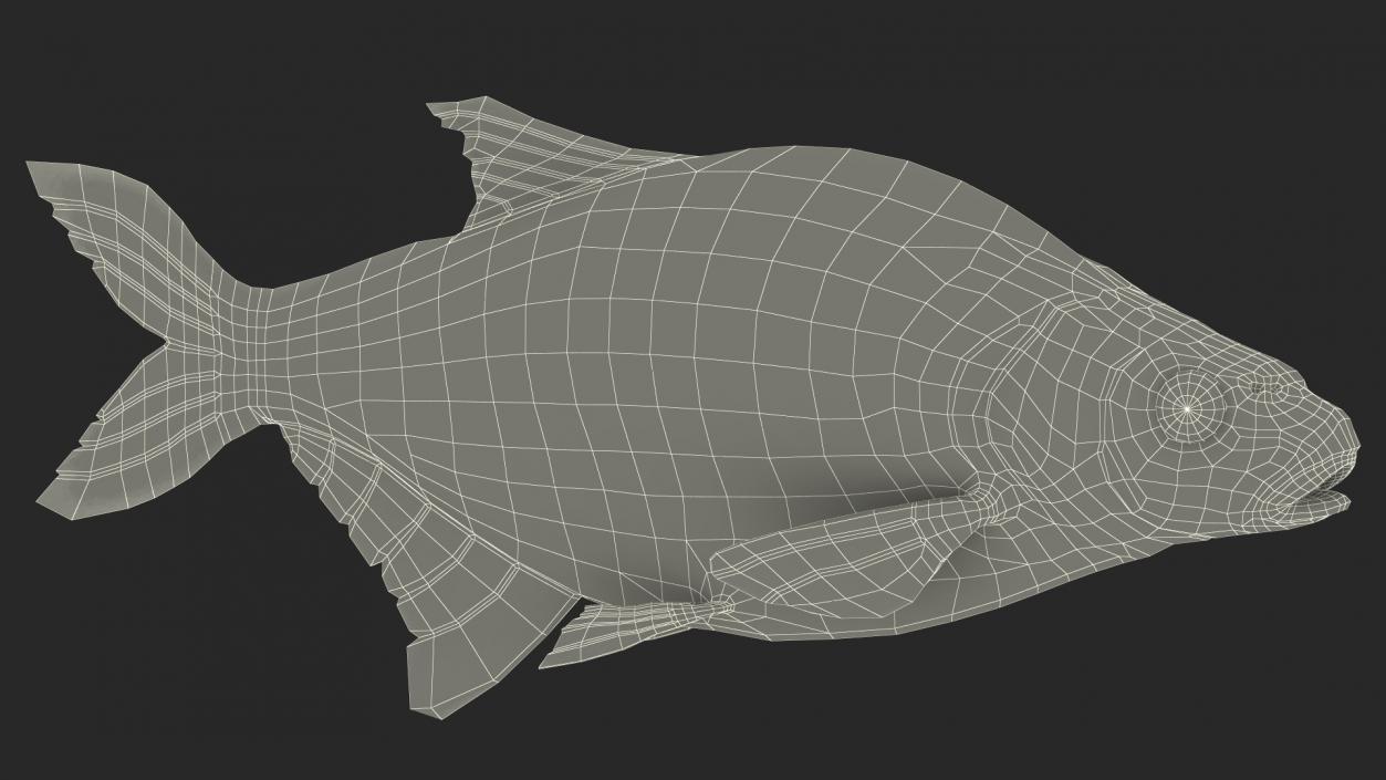 Silver Bream Fish Rigged 3D model