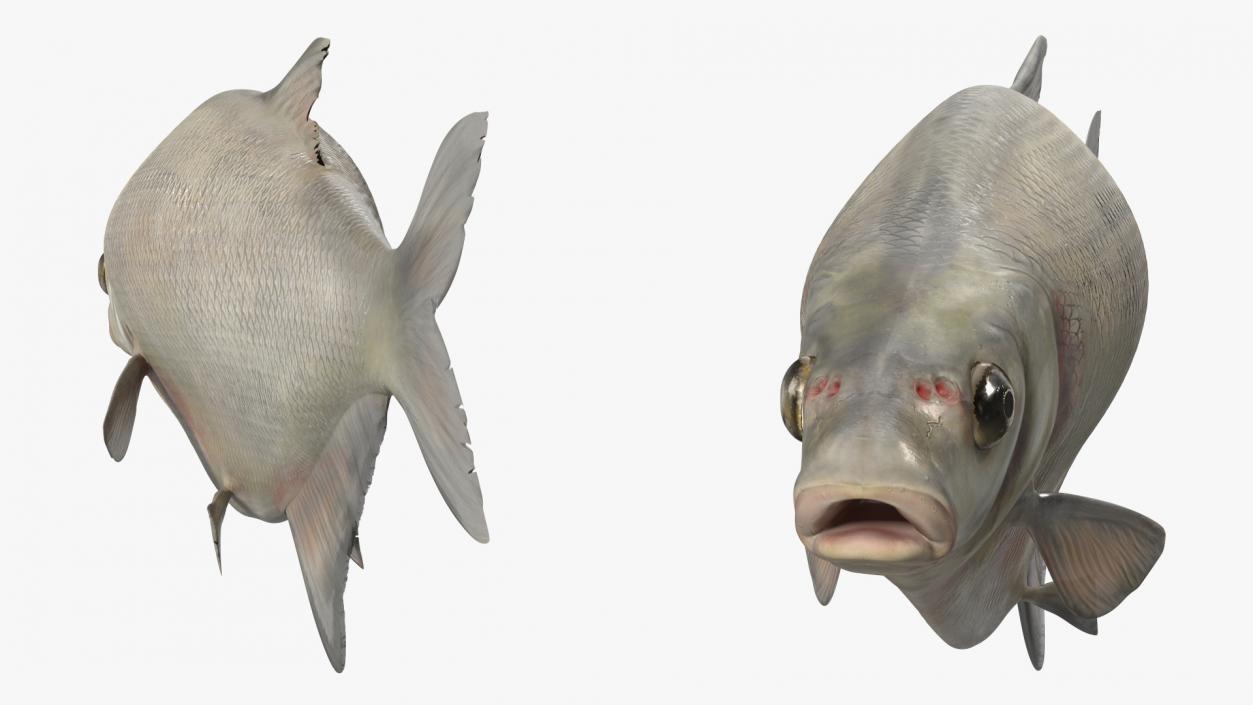 Silver Bream Fish Rigged 3D model