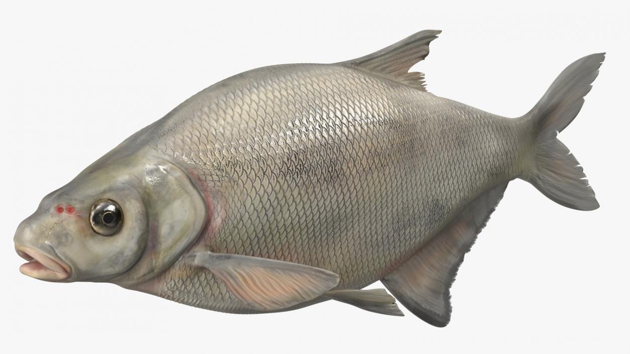 Silver Bream Fish Rigged 3D model