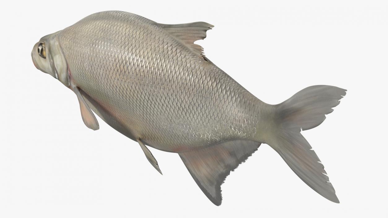 Silver Bream Fish Rigged 3D model