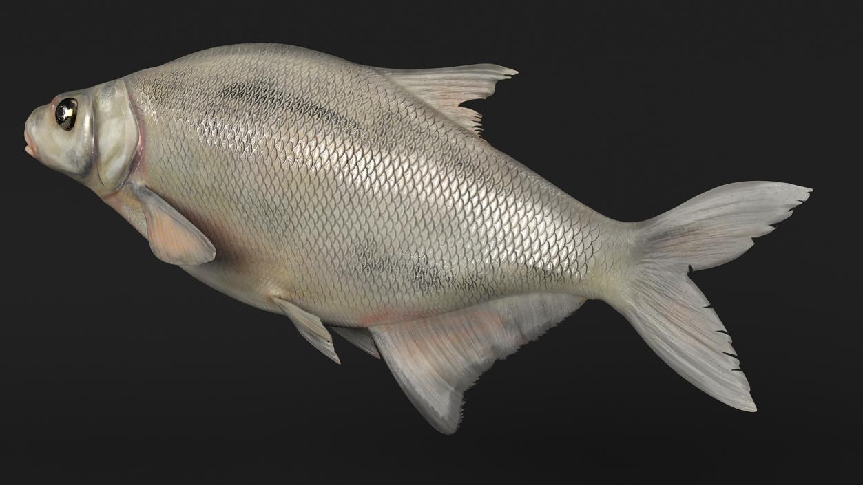 Silver Bream Fish Rigged 3D model