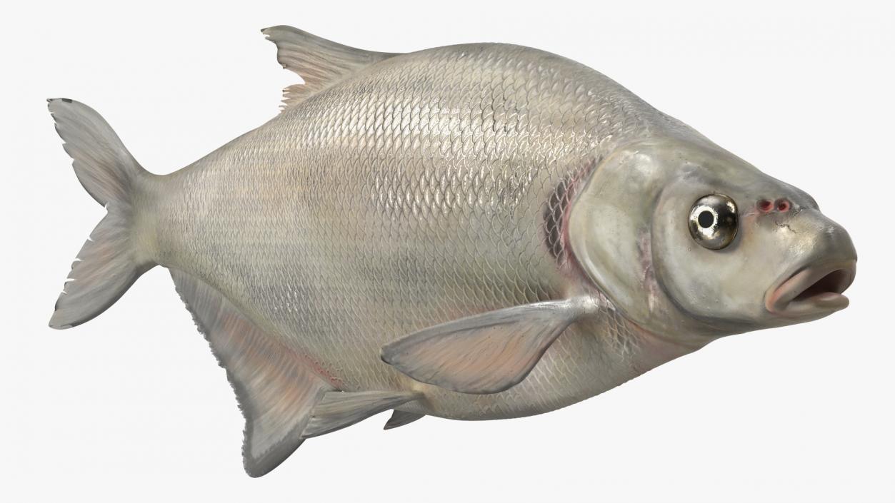 Silver Bream Fish Rigged 3D model