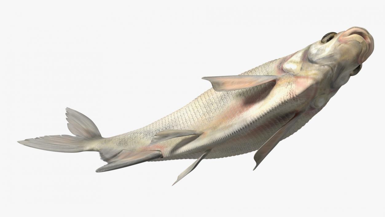 Silver Bream Fish Rigged 3D model