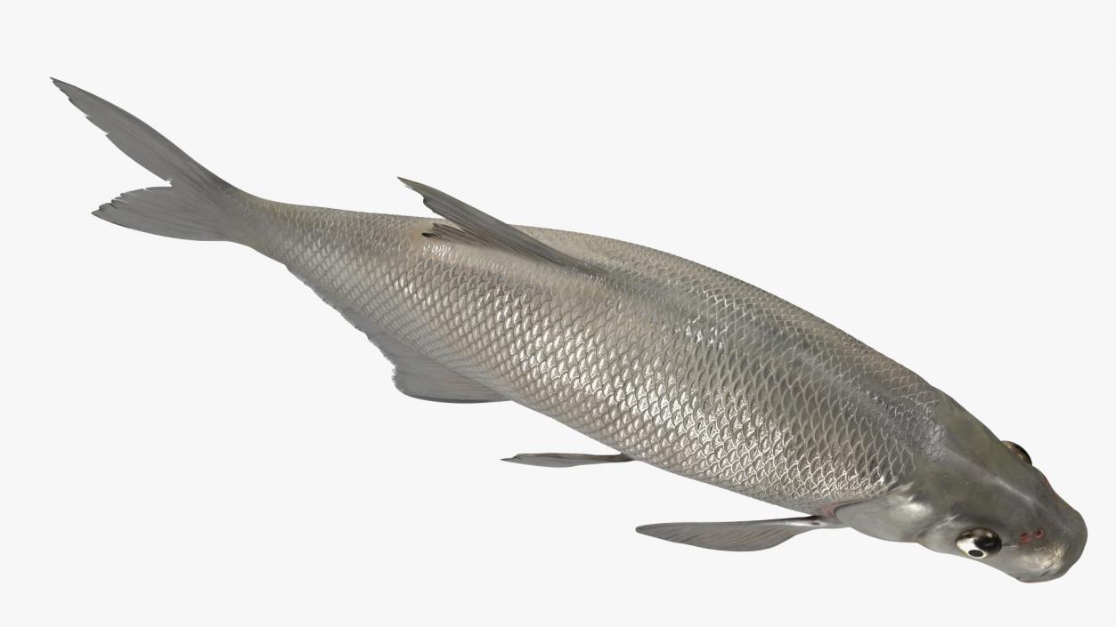 Silver Bream Fish Rigged 3D model