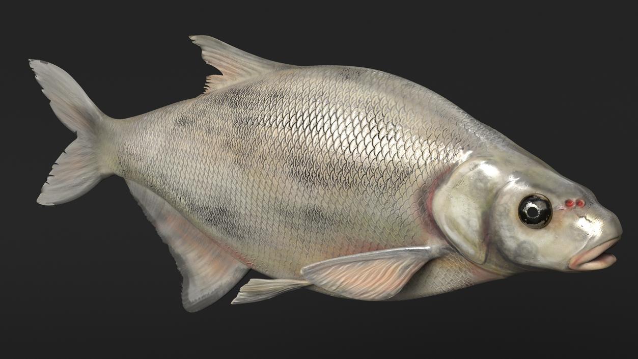 Silver Bream Fish Rigged 3D model