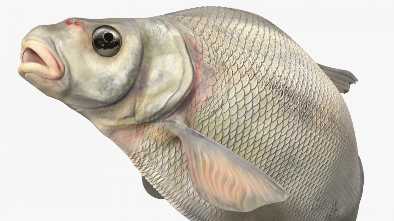 Silver Bream Fish Rigged 3D model