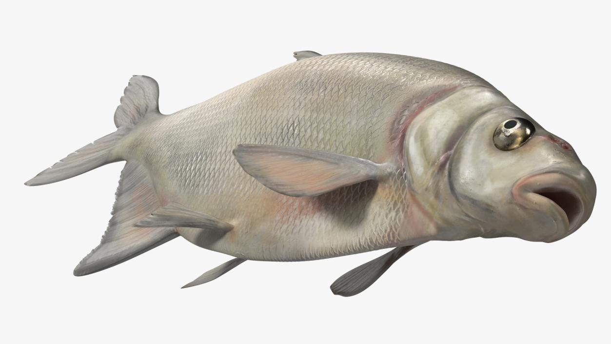 Silver Bream Fish Rigged 3D model