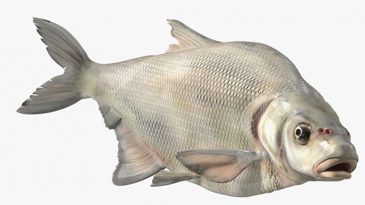 Silver Bream Fish Rigged 3D model