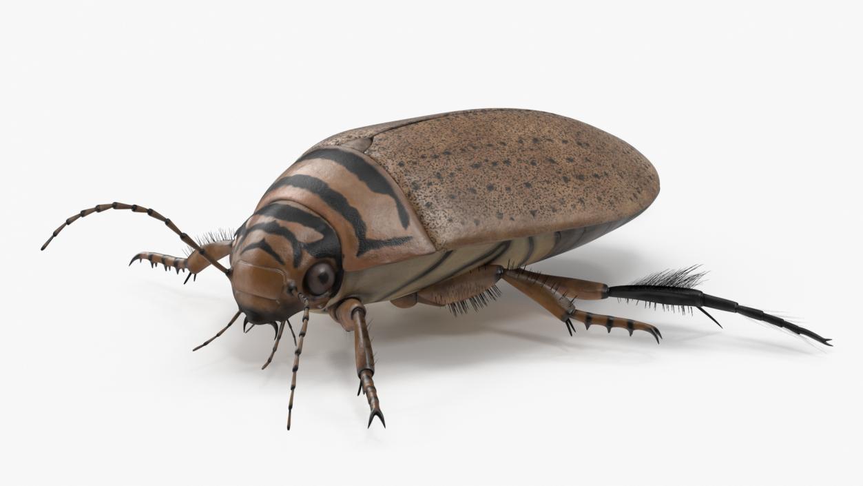 3D Insect Water Beetle Beige Realistic Rigged for Maya