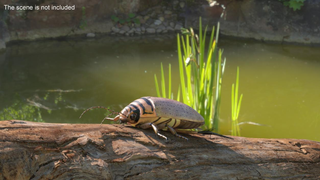 3D Insect Water Beetle Beige Realistic Rigged for Maya