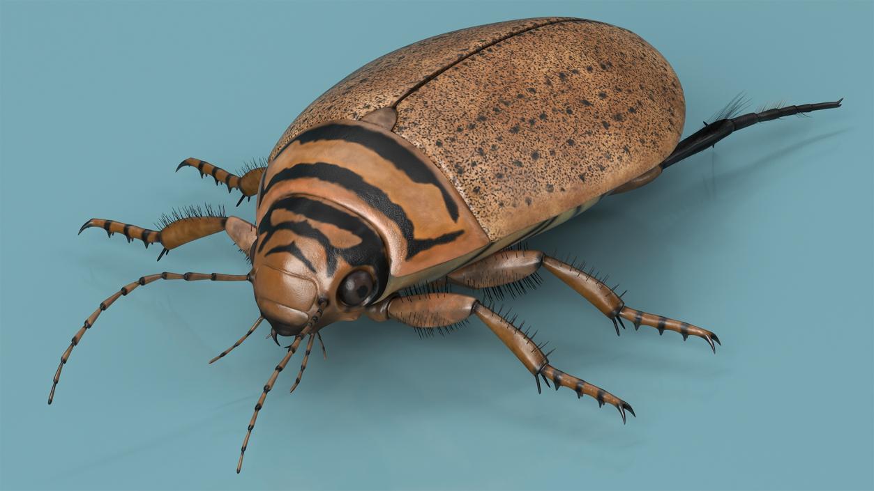 3D Insect Water Beetle Beige Realistic Rigged for Maya