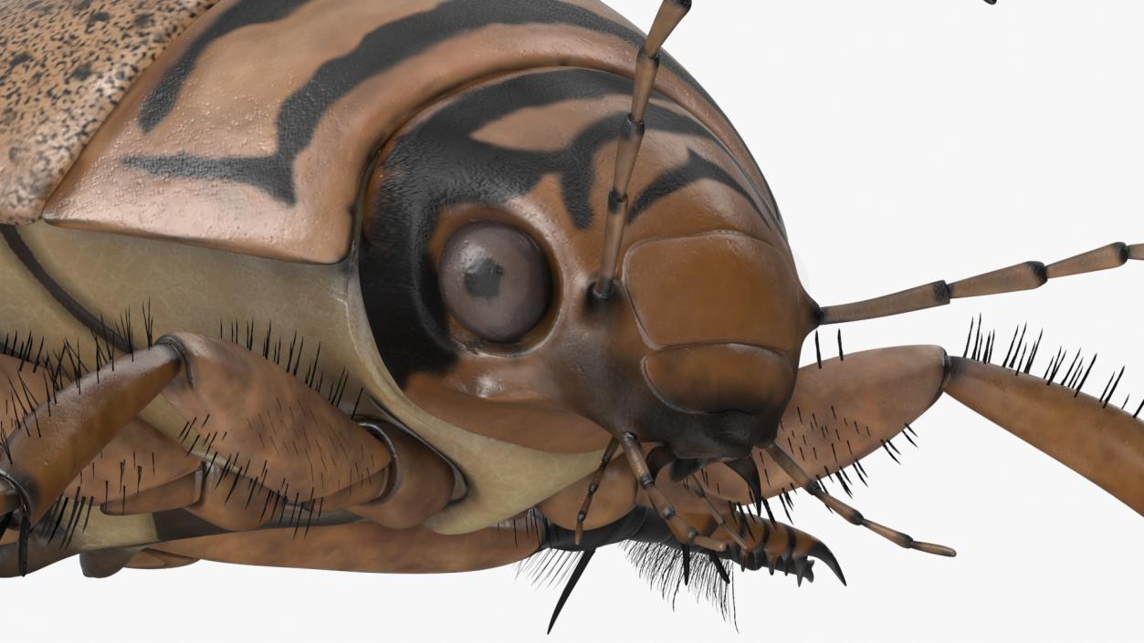 3D Insect Water Beetle Beige Realistic Rigged for Maya