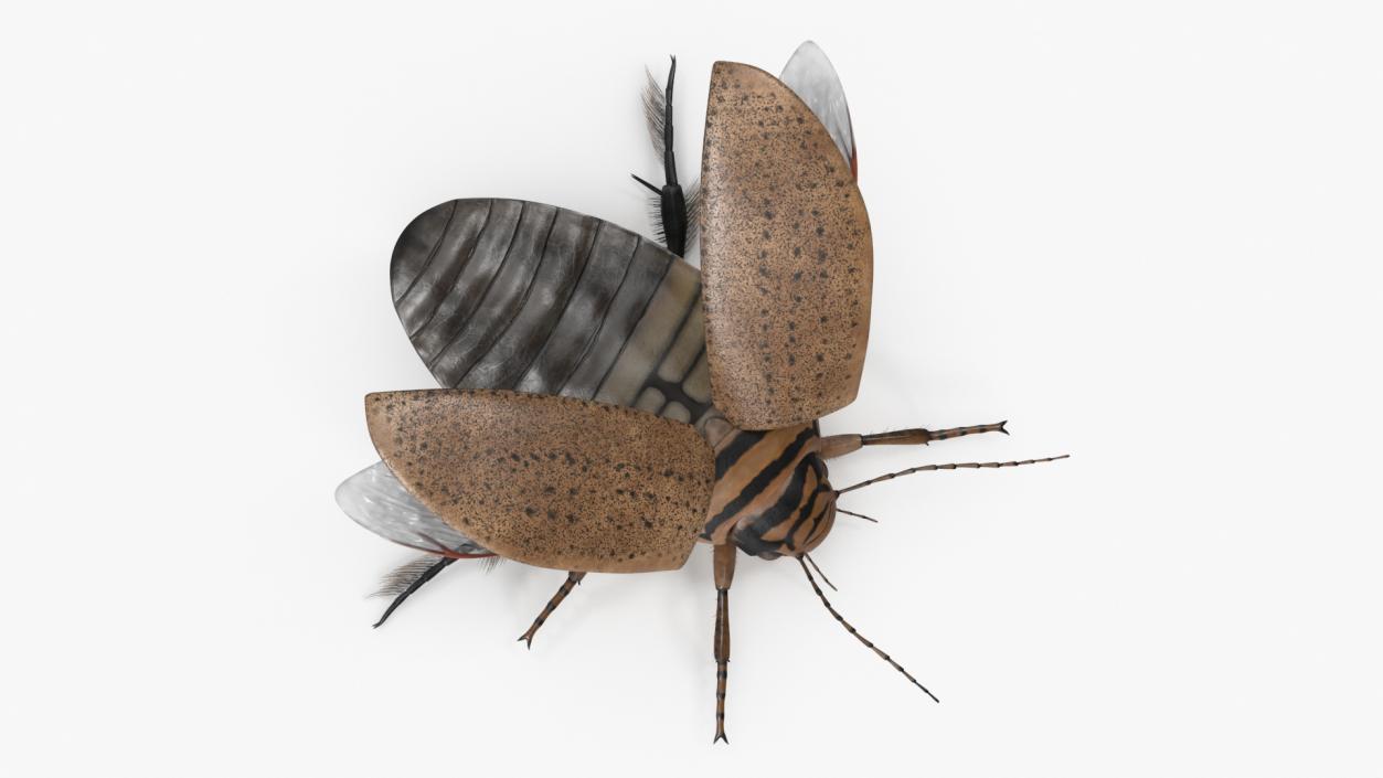 3D Insect Water Beetle Beige Realistic Rigged for Maya